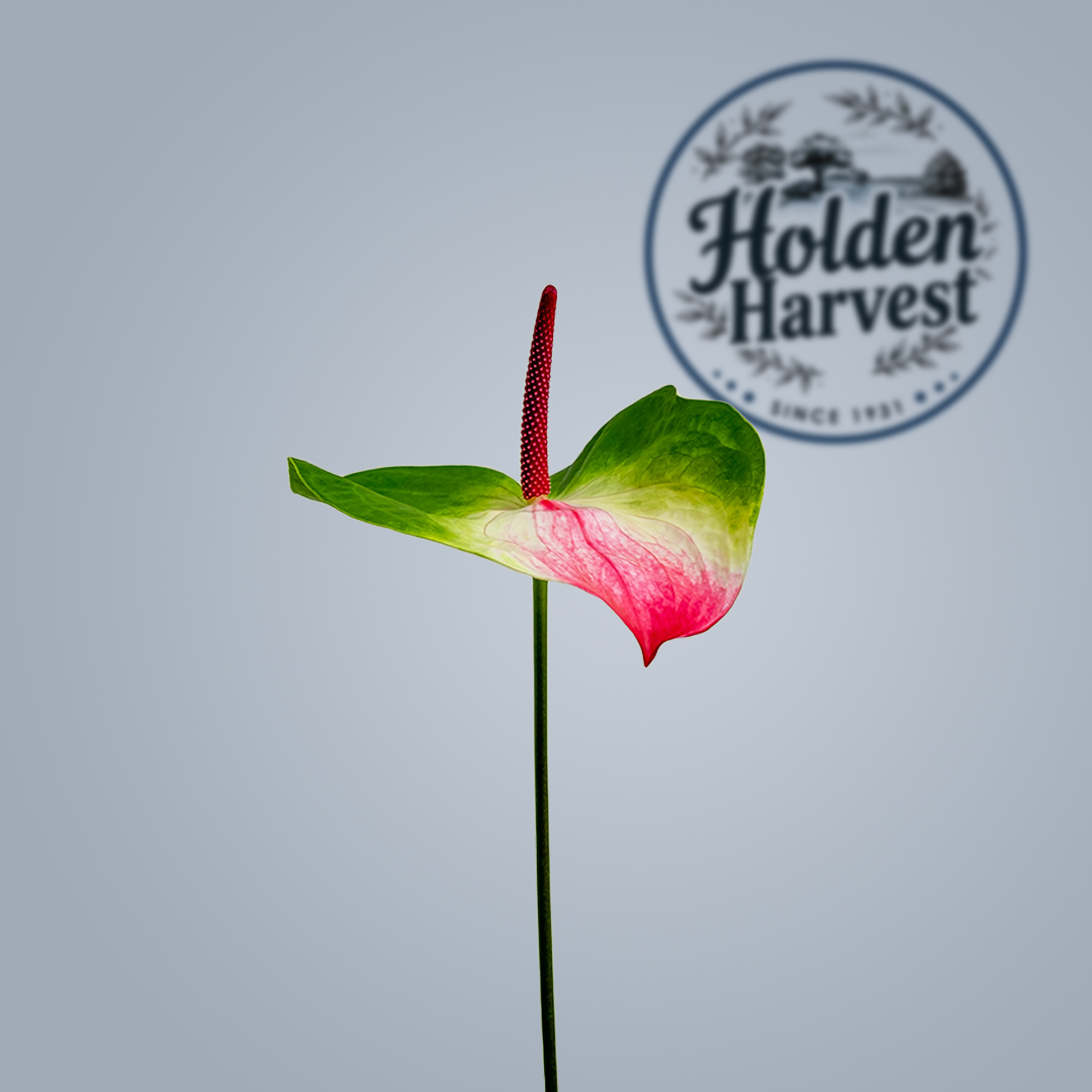 Anthurium -hybrid